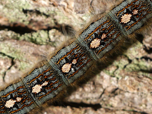 Forest tent caterpillar moth (Malacosoma disstria)