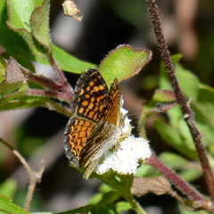 Phyciodes graphica graphica