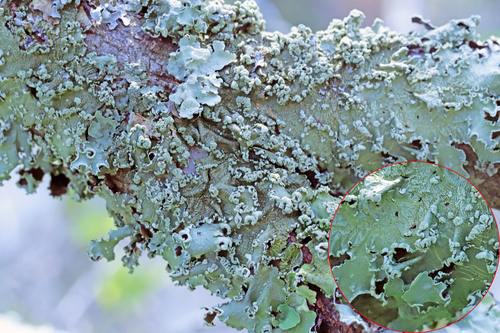 Speckled Greenshield