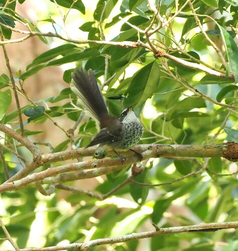 New Caledonian Streaked Fantail (Rhipidura verreauxi), photo 4