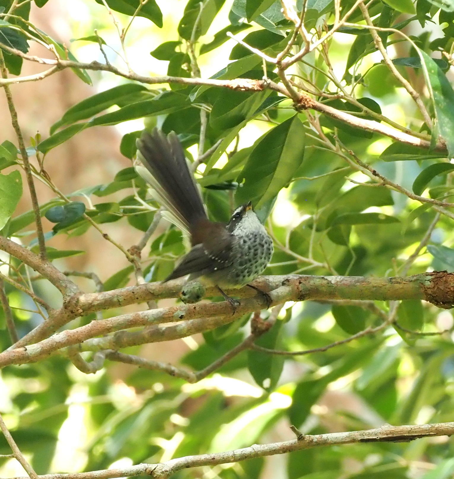 New Caledonian Streaked Fantail (Rhipidura verreauxi), photo 2