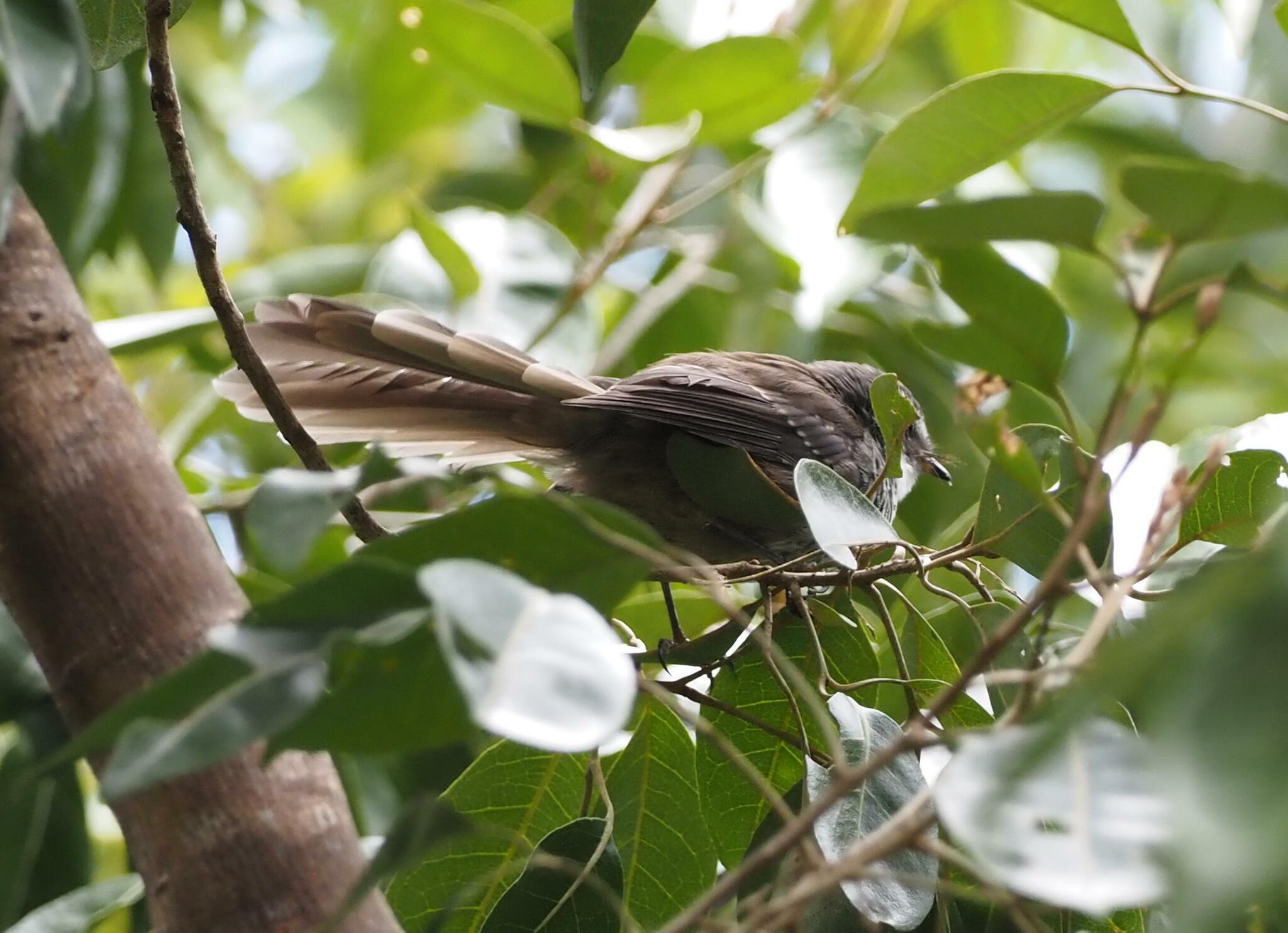 New Caledonian Streaked Fantail (Rhipidura verreauxi), photo 8
