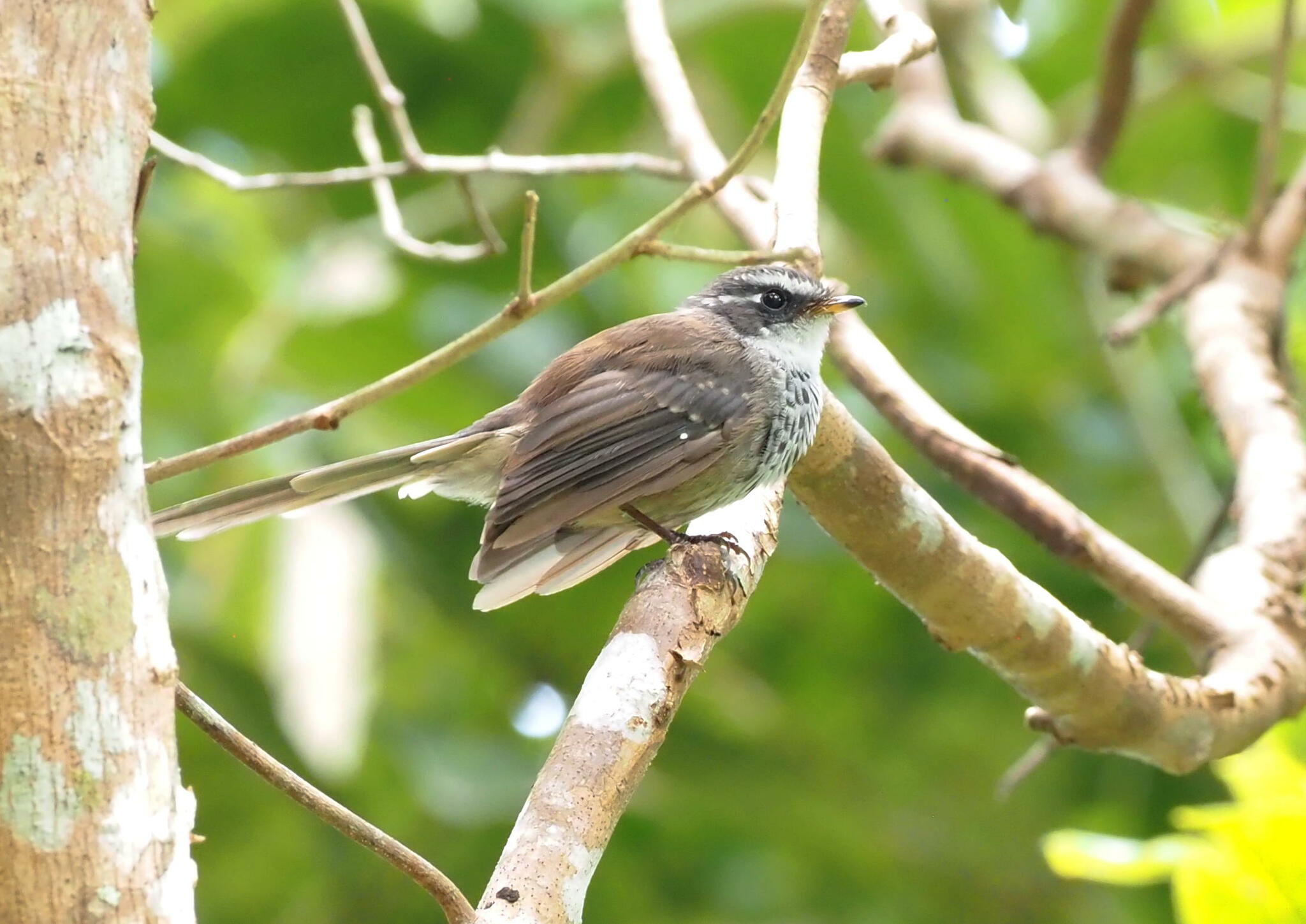 New Caledonian Streaked Fantail (Rhipidura verreauxi), photo 3