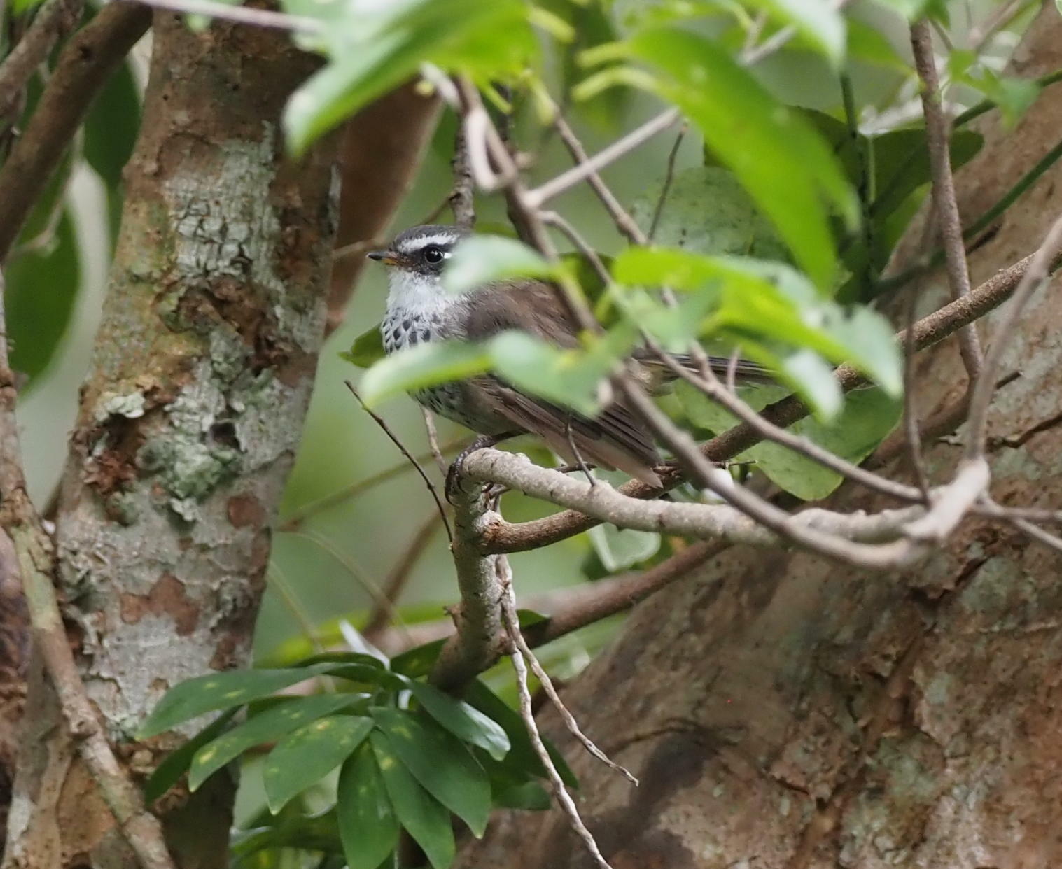 New Caledonian Streaked Fantail (Rhipidura verreauxi), photo 9