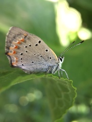 Lycaena phlaeas daimio