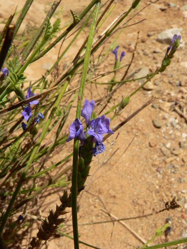 Saharan Mountain Lavender (Lavandula antineae)