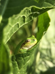 Hyla japonica
