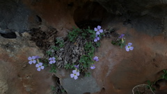 Aubrieta libanotica