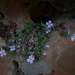 Aubrieta libanotica - Photo (c) skyrk, some rights reserved (CC BY-NC)