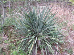 Yucca filamentosa