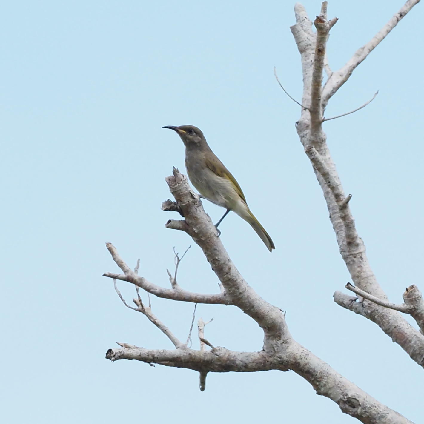Grey-eared Honeyeater (Lichmera incana), photo 3