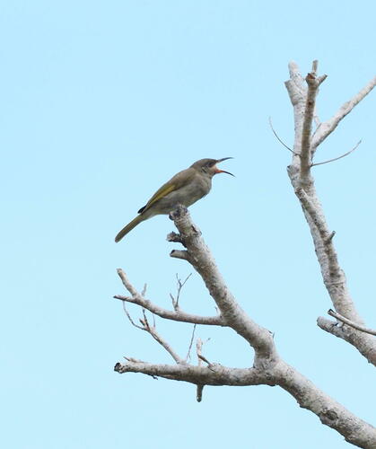 Grey-eared Honeyeater (Lichmera incana), photo 6
