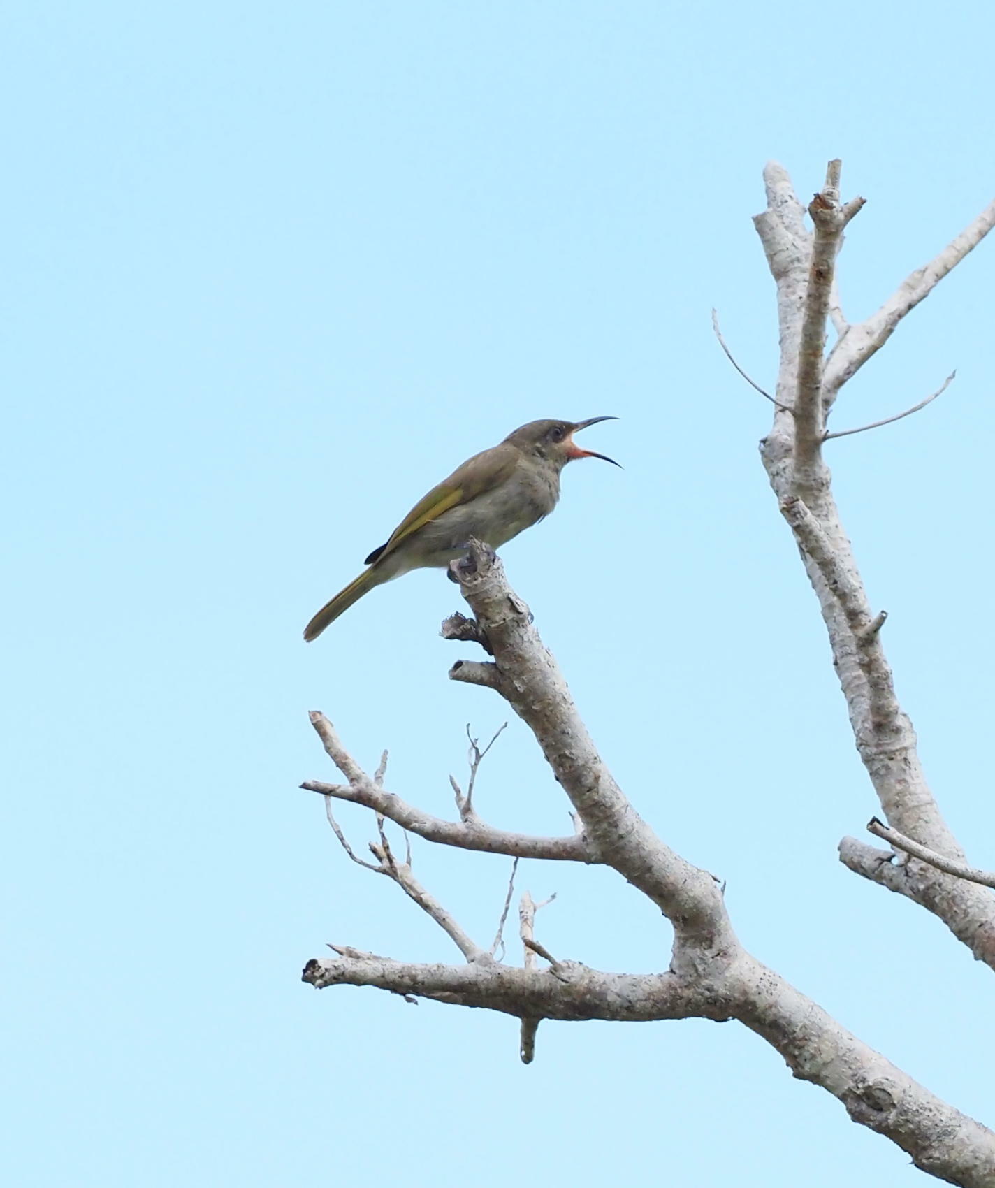 Grey-eared Honeyeater (Lichmera incana), photo 4
