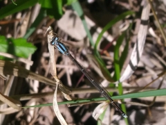 Enallagma geminatum