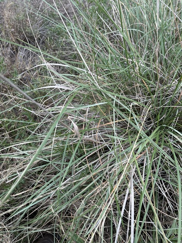 Sporobolus spartinae, photograph 3