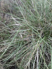 CH Hemphill, CC BY, iNaturalist via GBIF Sporobolus spartinae, photograph CH Hemphill, CC BY, iNaturalist via GBIF