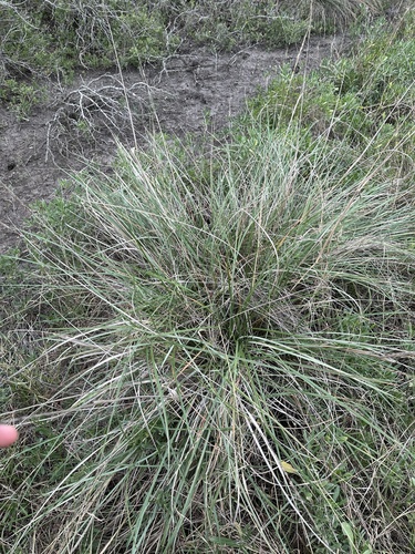 Sporobolus spartinae, photograph 4