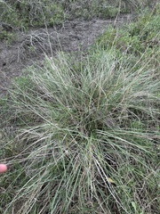 CH Hemphill, CC BY, iNaturalist via GBIF Sporobolus spartinae, photograph CH Hemphill, CC BY, iNaturalist via GBIF