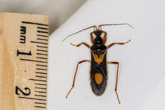 Rasahus hamatus