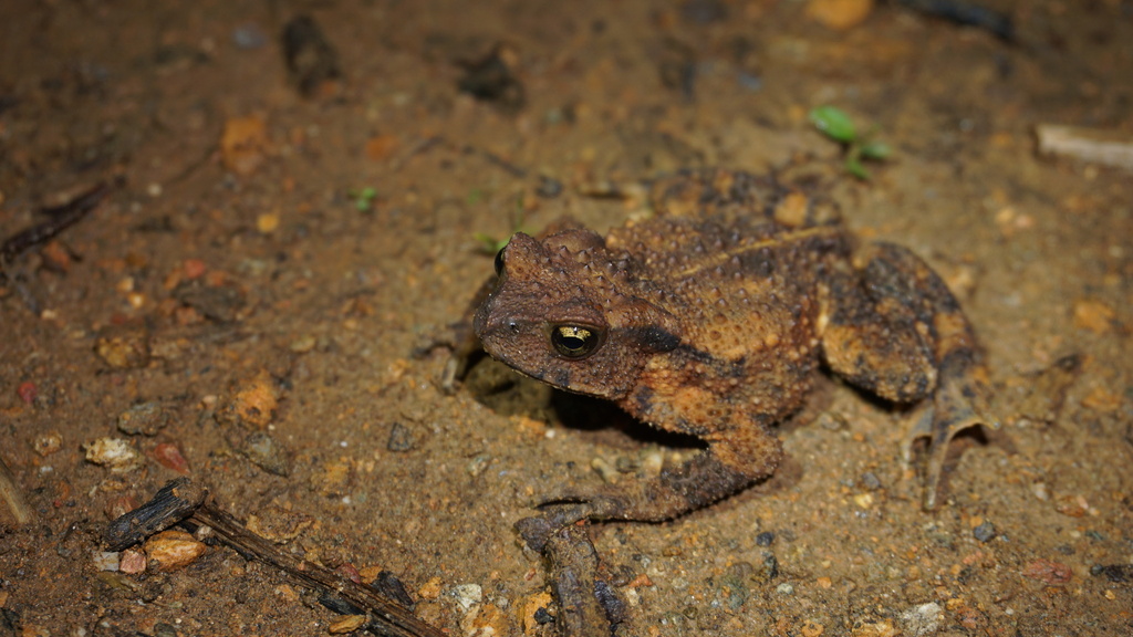 Dahoaping Spiny Toad