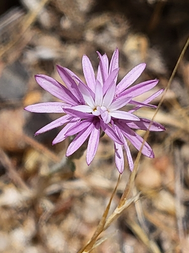 Image of Lessingia leptoclada by (c) Nicole, some rights reserved (CC BY)