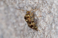 Tropidosteptes quercicola