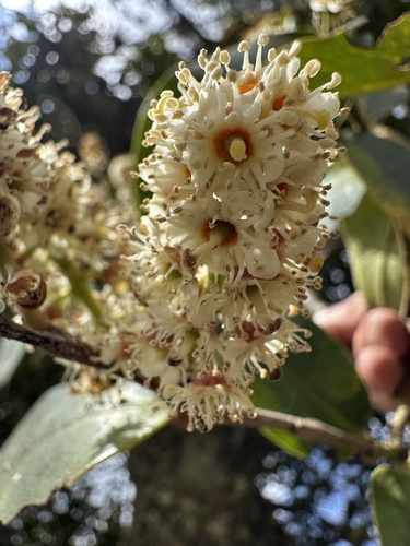 Prunus buxifolia