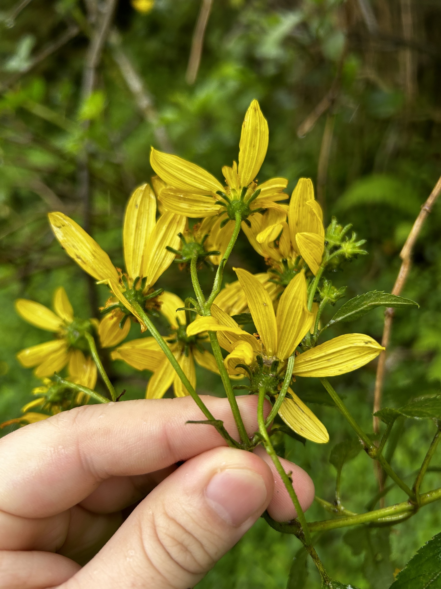 Bidens image