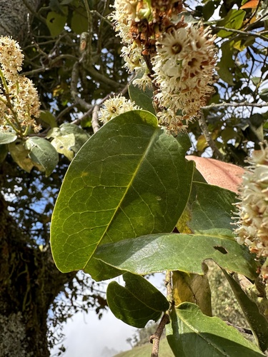 Prunus buxifolia, photograph 2