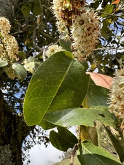 Prunus buxifolia, photograph (c) Nicolás Baresch Uribe, some rights reserved (CC BY)