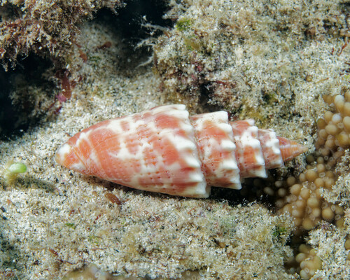 Mitra stictica observed 2024-01-27