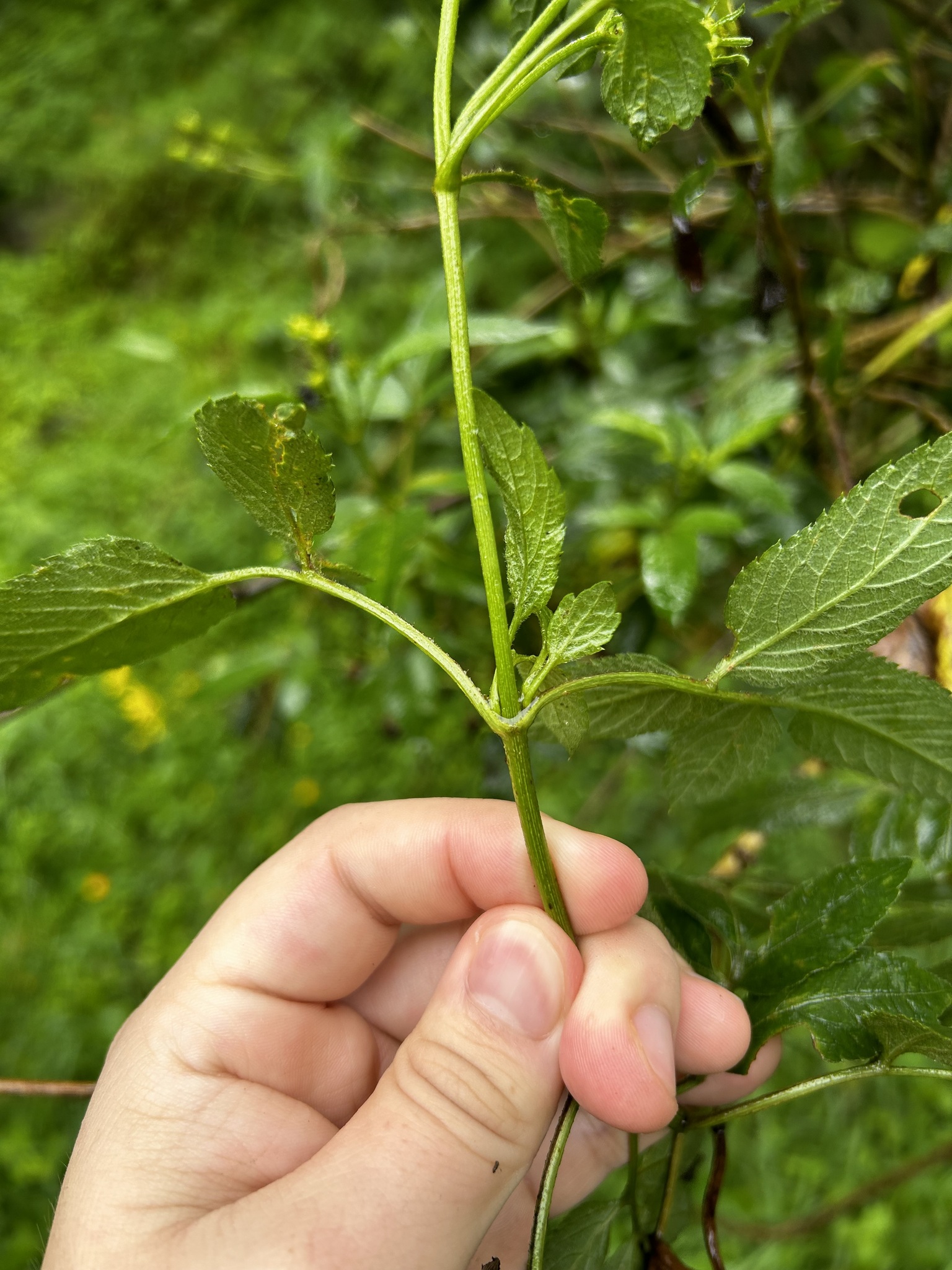 Bidens image