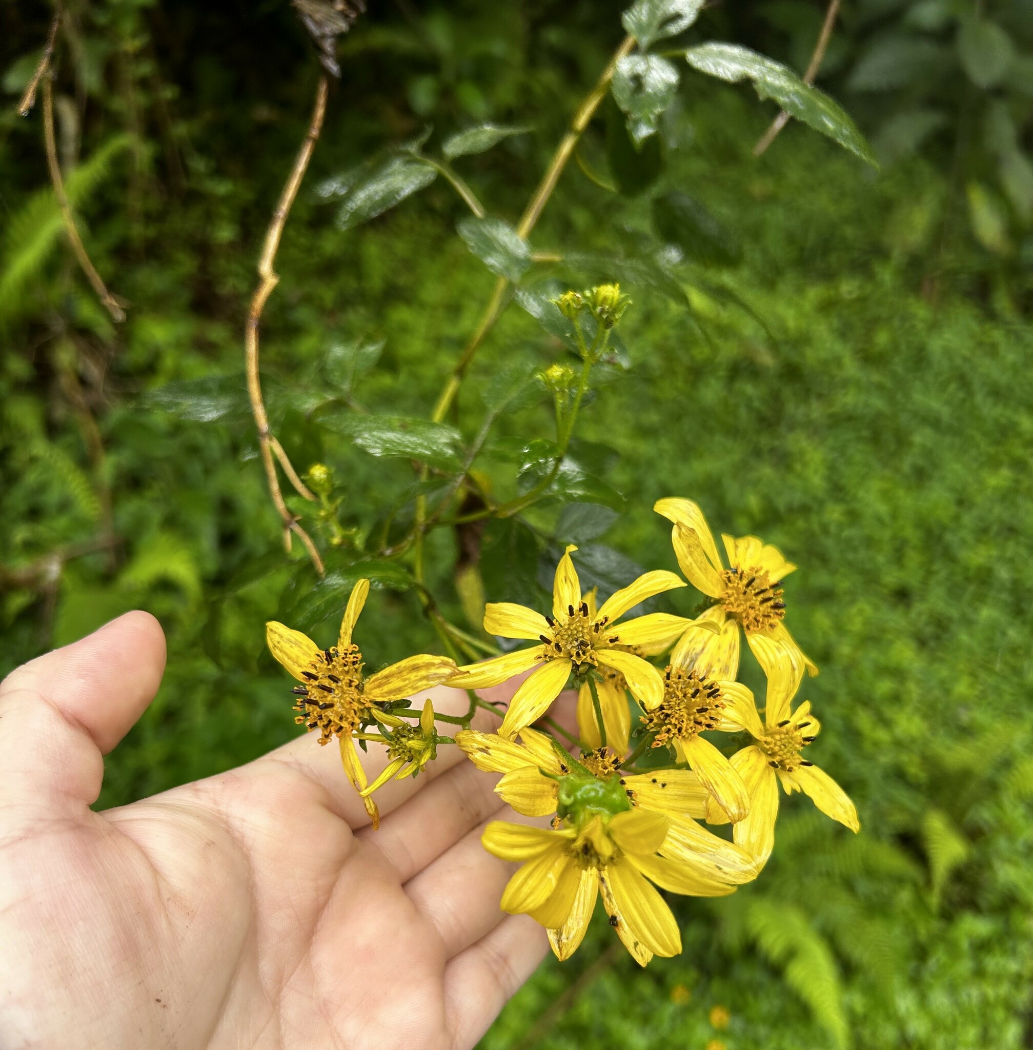 Bidens image