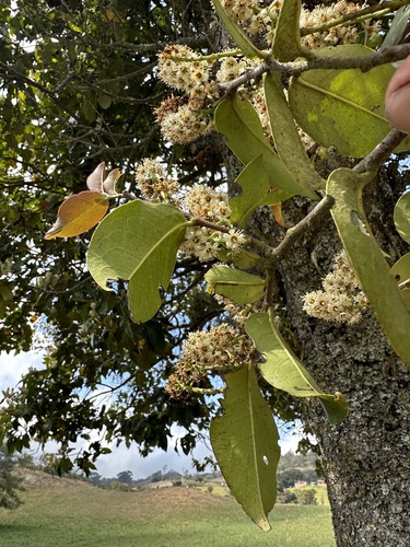 Prunus buxifolia, photograph 3