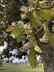 Prunus buxifolia, photograph (c) Nicolás Baresch Uribe, some rights reserved (CC BY)