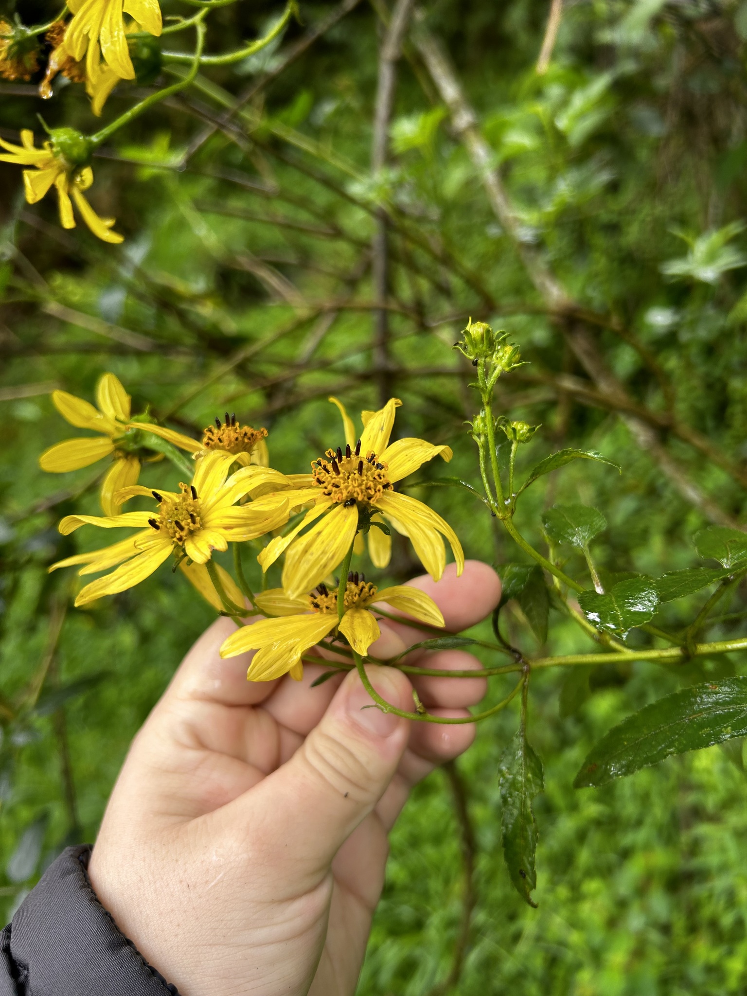 Bidens image