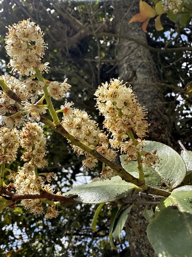 Prunus buxifolia, photograph 4