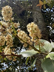 Prunus buxifolia, photograph (c) Nicolás Baresch Uribe, some rights reserved (CC BY)