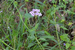 Glandularia canadensis