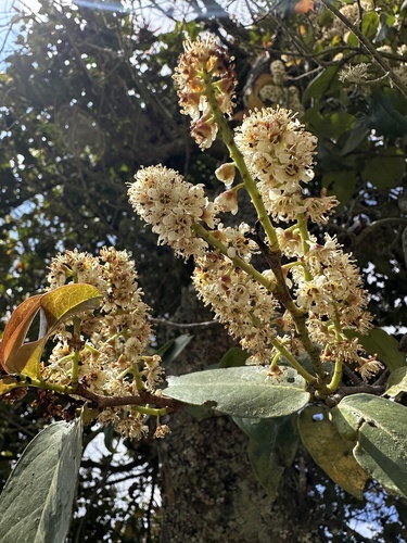 Prunus buxifolia, photograph 5