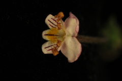 Euphrasia wettsteiniana