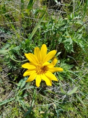Balsamorhiza macrolepis