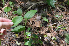 Aristolochia reticulata