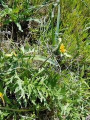 Balsamorhiza macrolepis