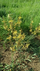 Asphodeline brevicaulis