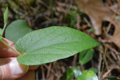 Aristolochia reticulata