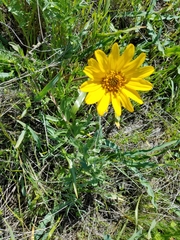 Balsamorhiza macrolepis