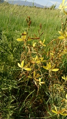 Asphodeline brevicaulis