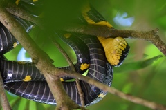 Boiga melanota