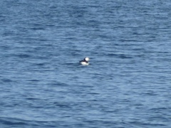 Fratercula corniculata